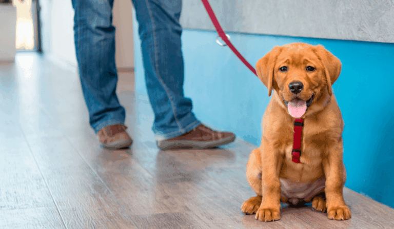 animais-domesticos-no-condominio-1080x628