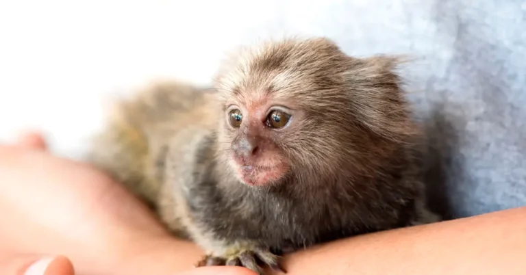 A guarda de animais silvestres deverá ser comunicada à administradora